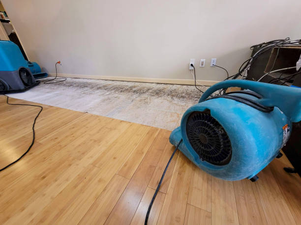 Professional Water Damage Repair technician working in Petal, MS